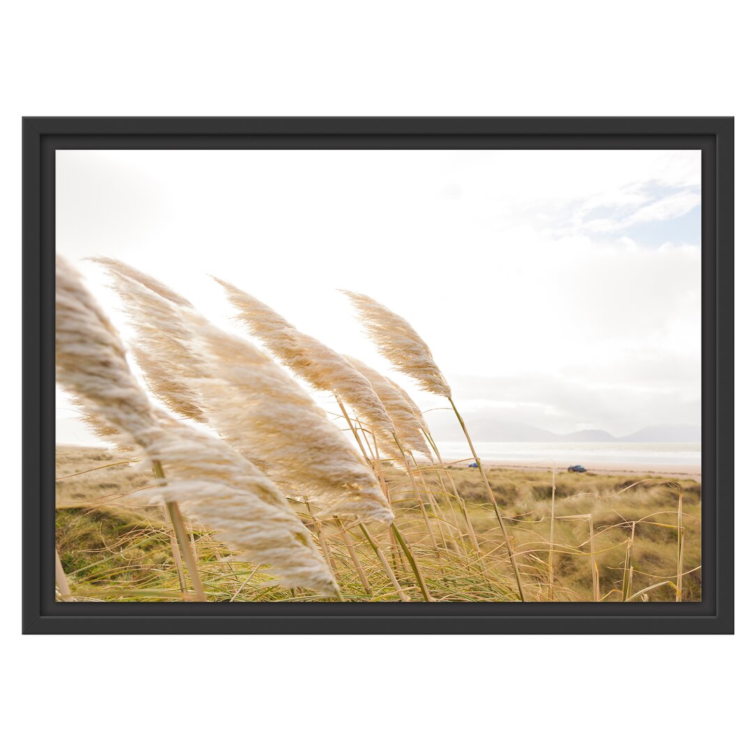 Gerahmtes Wandbild Schönes Schilf in den Dünen