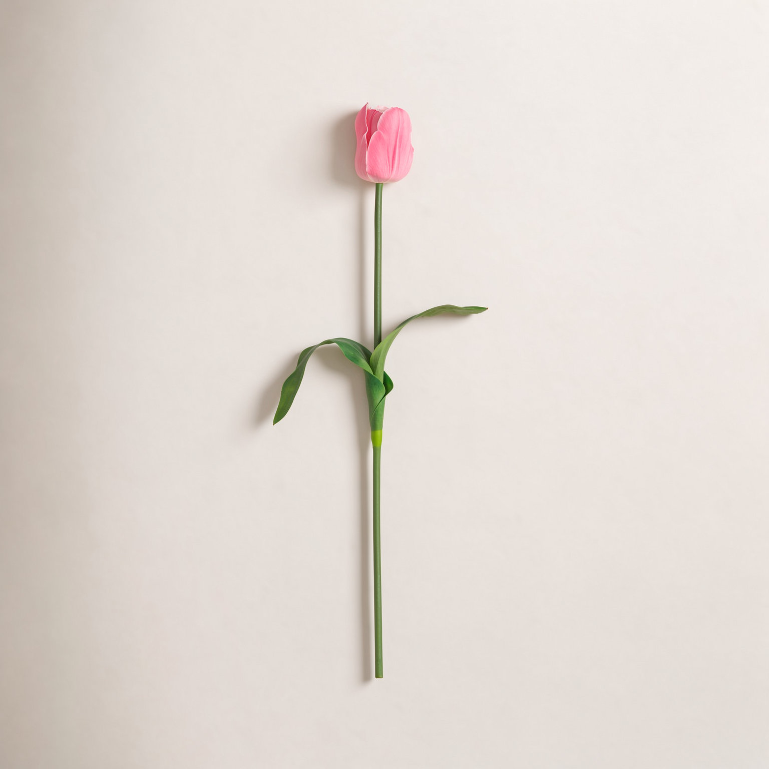 Tulip Floral Stems, Pink