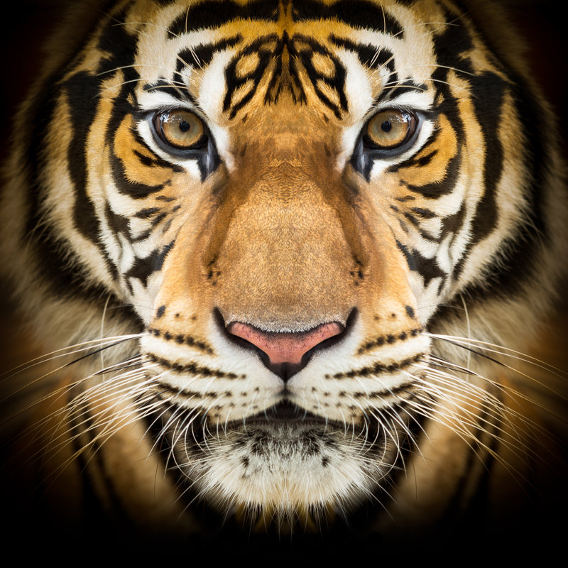 Siberian Tiger Face - Photographie sur toile tendue, L 12 po x H 12 po