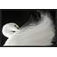 Exquisite Egret Print by Lillian August