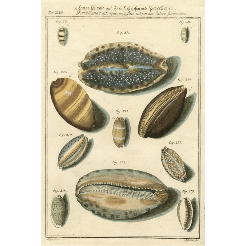 Porcellaine Shells II by Vision Studio - Wrapped Canvas Print, 46cm H x 30cm W x 3.8cm D