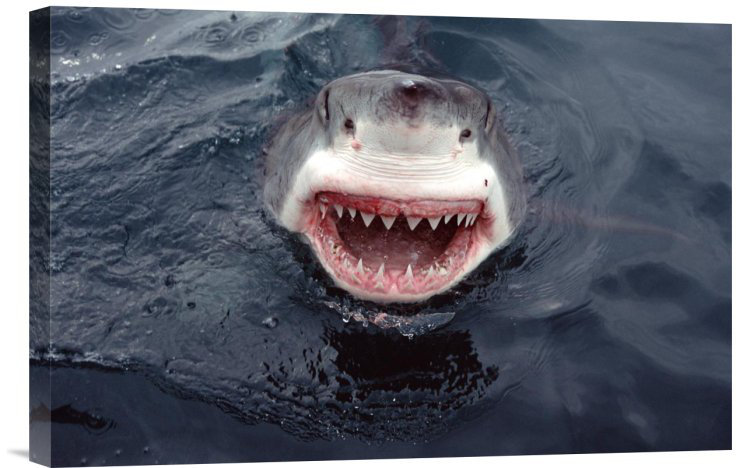 " Great White Shark At Surface, South Australia ", 12" H x 18" W, Black Framed