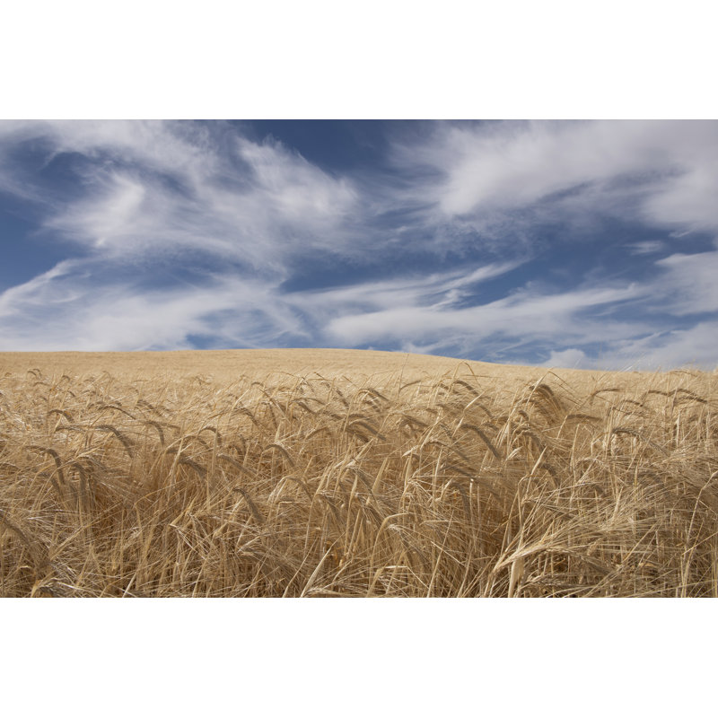Farm & Field II by PHBurchett - Wrapped Canvas Art Prints, 81cm H x 122cm W