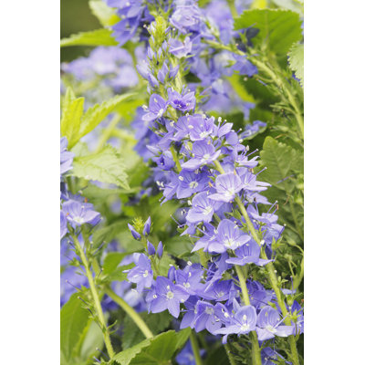 Piebe " Hungarian Speedwell (Veronica Austriaca) " by Stocksnapper