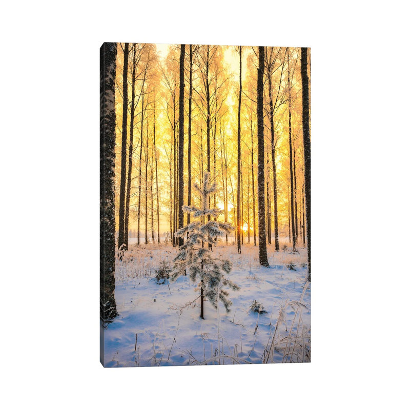 Lonely Pine by Lauri Lohi - Wrapped Canvas Print, 20.32 cm H x 30.48 cm W