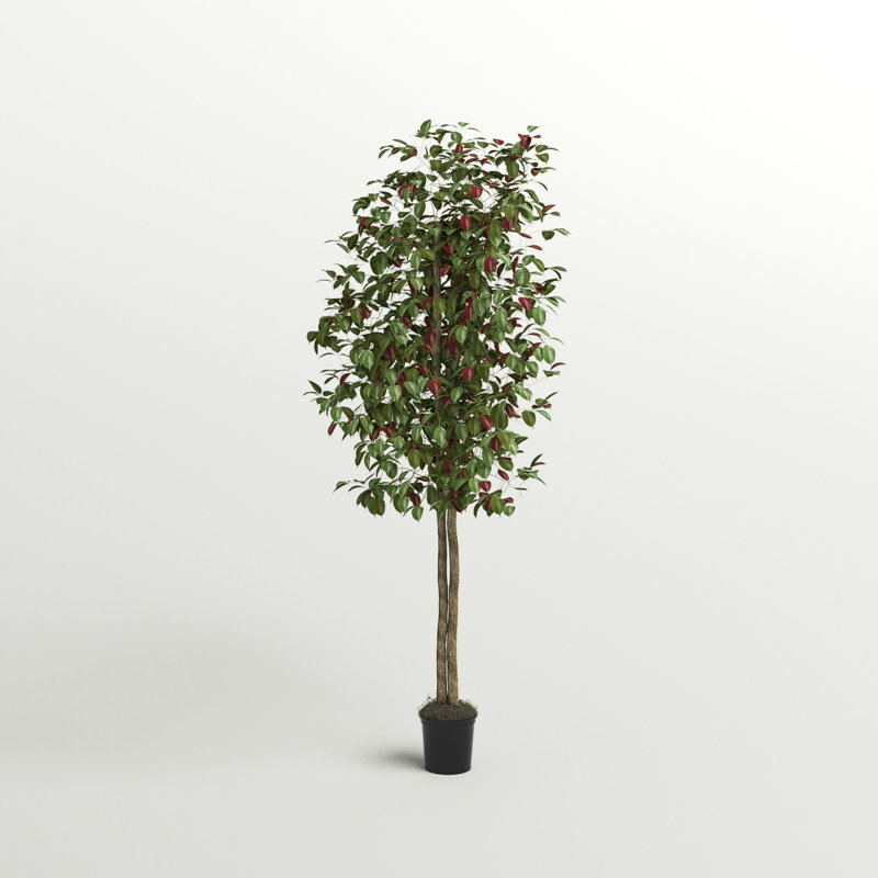 Arbre à feuillage 66 po en pot, 72' H X 34' W X 34' D