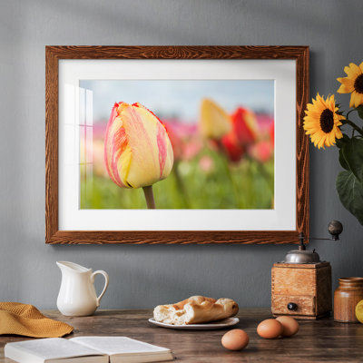 " Spring Sherbet "