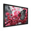 Claymoore, rose, papillon noir, refuge sur toile-1225050919-1225050912