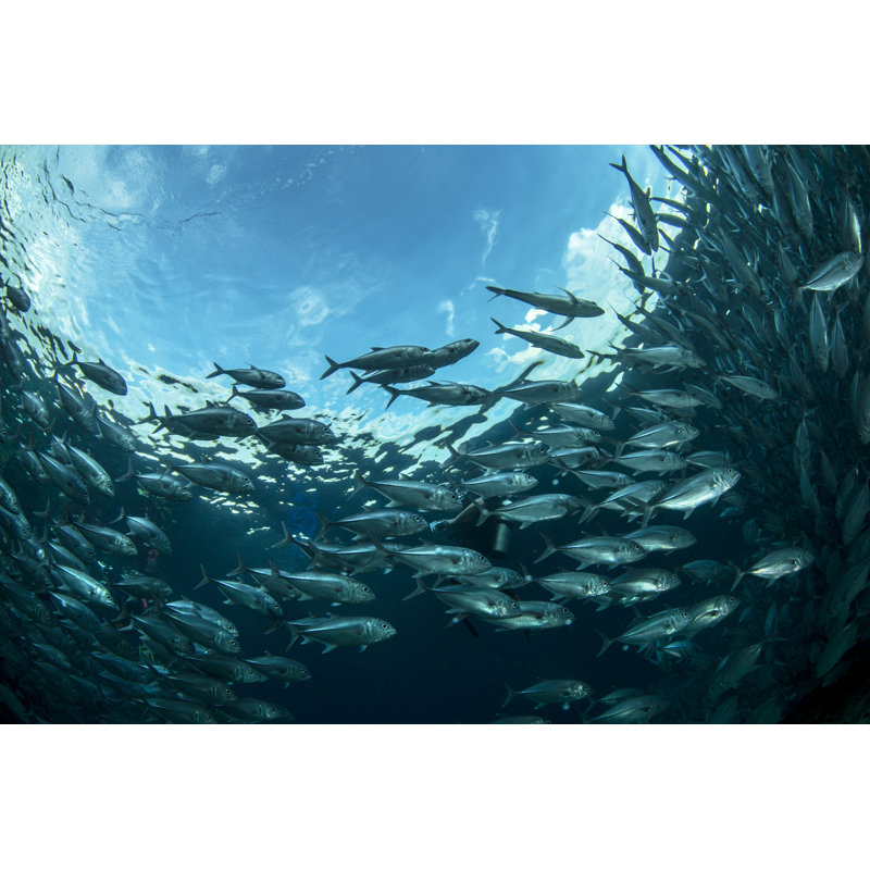 Aqua by Atese - Wrapped Canvas Print, 61cm H x 91cm W x 3.8cm D