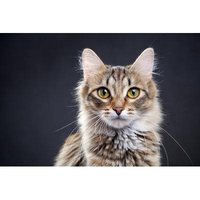 Portrait d'un chat par Sergueïeva