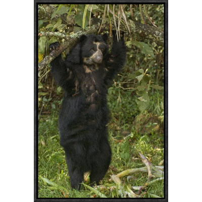 " Spectacled Bear "