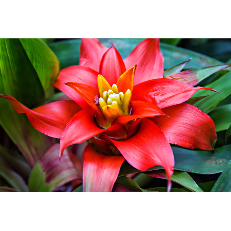 Close-up Of A Red Nidularium Against Green Leaves by Cassinga - Wrapped Canvas Print, 81cm H x 122cm W x 3.8cm D