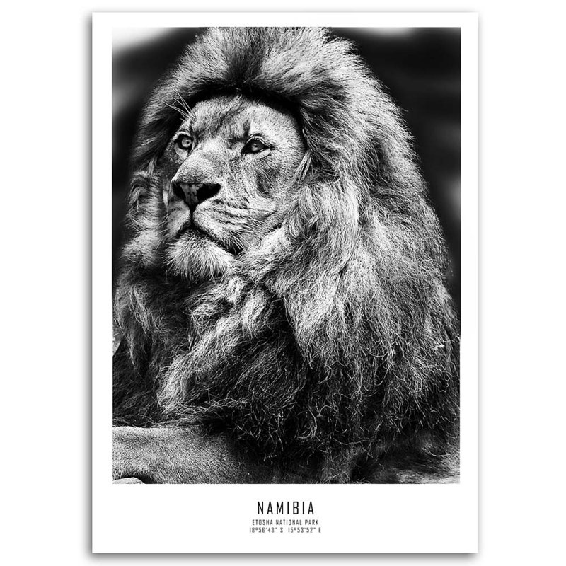 Lion Africa - No Frame Print on Canvas, 120cm H x 80cm W