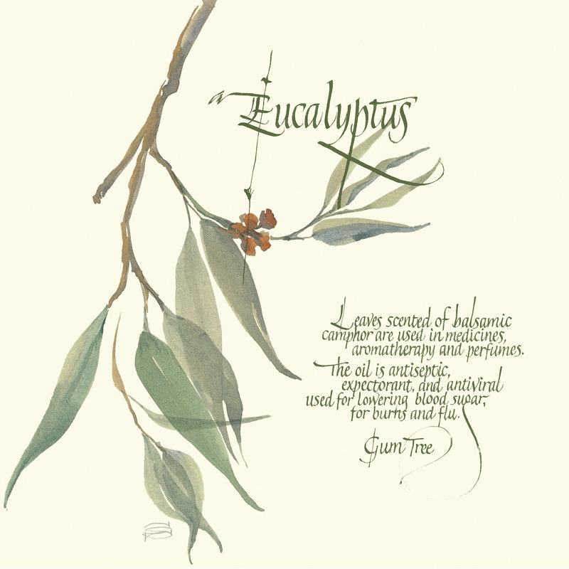 Eucalyptus, H 12 po x l 12 po x P 1,25 po