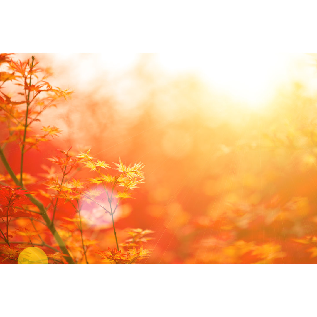 Herbstliche rote Ahornblätter im Hintergrund - Kunstdrucke auf Leinwand