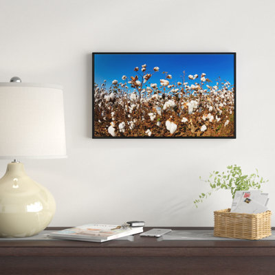 " Blooming Alabama Cotton Field "
