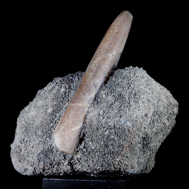 Volennité fossile belemnite sur cristal matriciel Marl