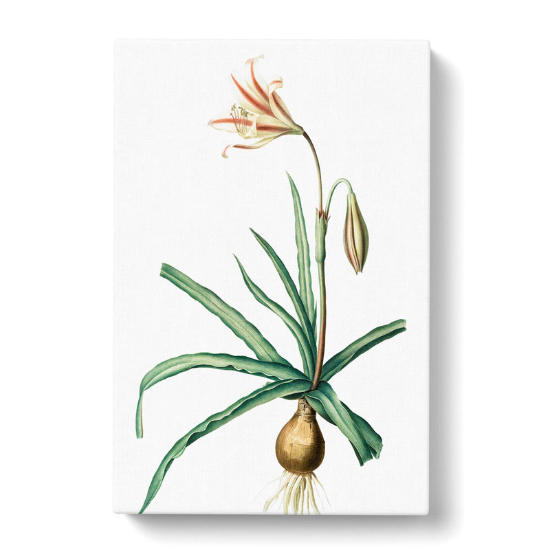Amaryllis Broussonetii Flowers - Wrapped Canvas, 60cm H x 40cm W x 3cm D