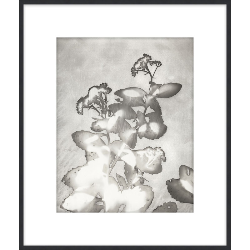 Lucent Botanicals 6 Print by Darrell Kincer, 28.5" H x 25.5" W
