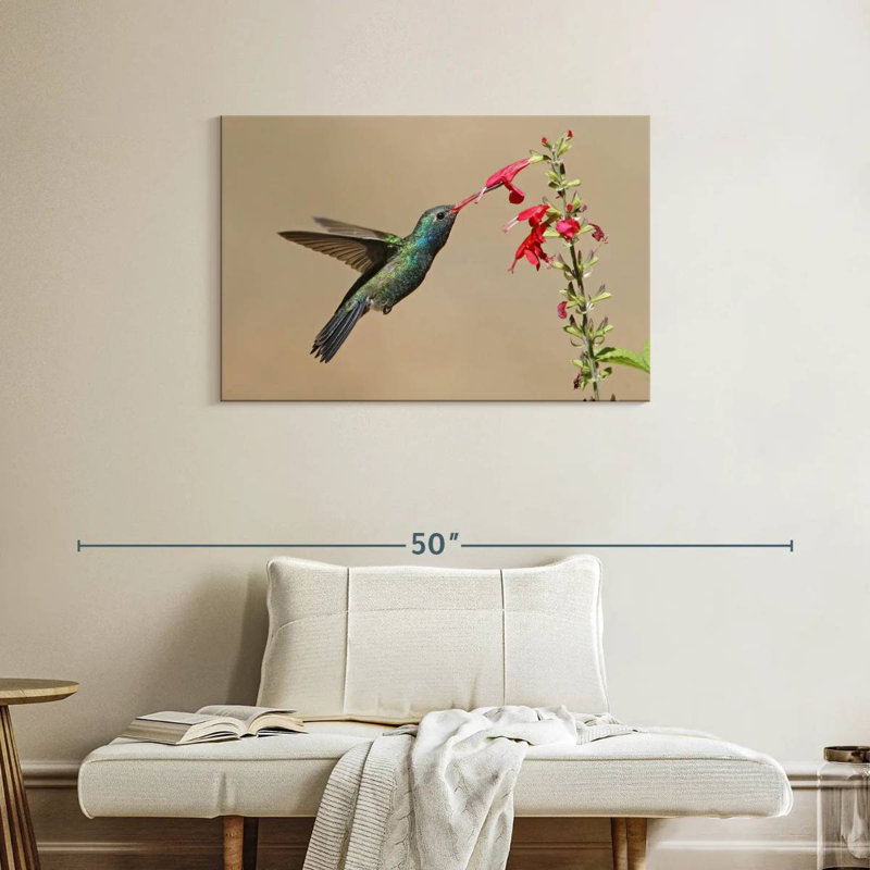 Broad-Billed Hummingbird Drinking Nectar, 24" H x 36" W