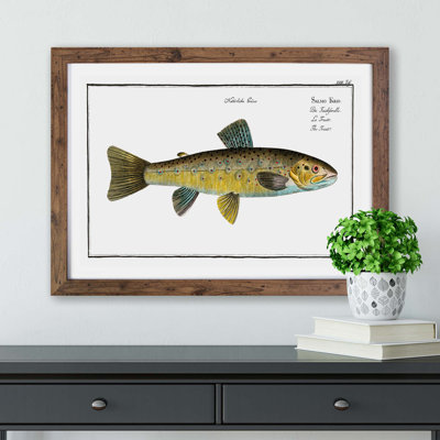 Trout Fish - Framed Print
