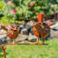 Piquet de jardin Sehana
