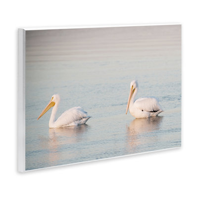 «Pelicans on Calm Waters» par Danita Delimont