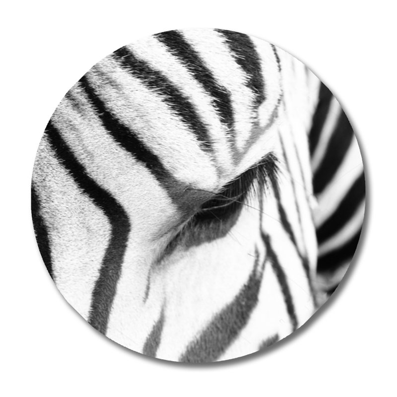 « eye of the zèbre » par decorumby-photographie sans cadre, Aluminium, H 24 po x l 24 po x P 1,5 po