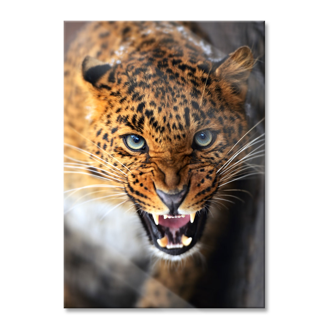 Glasbild Fauchender Leopard