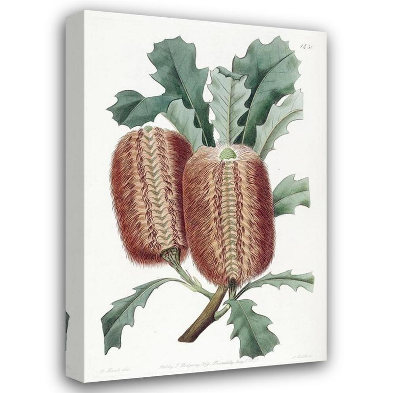 «Oak-Leaved Banksia» par Sydenham Edwards - Art mural sur toile tendue avec châssis, H 48 po x l 33 po