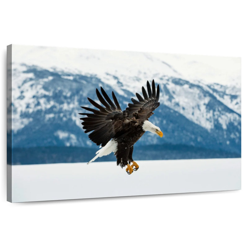 Crowle Bald Eagle On Winter, 26" H x 39" W