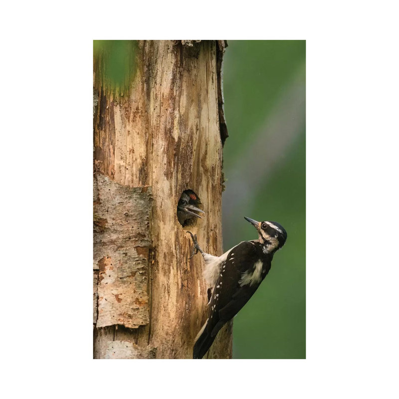 USA, WA. Female Hairy Woodpecker (Picoides Villosus) At Nest Chick In Western Washington. by Gary Luhm - Wrapped Canvas Print