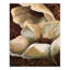 Magnolia gros plan sur toile-1502889897-1502889900