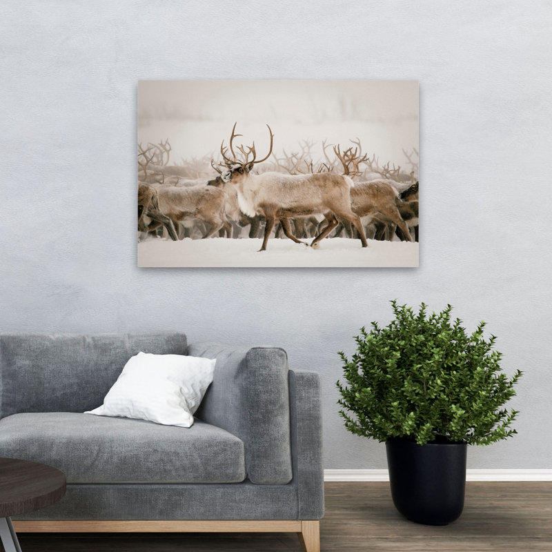 Fête - photographie d'animaux, cerf, Écosse, H 32 po x l 48 po
