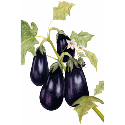 Watercolour Eggplant 1 Piece Wrapped Canvas Painting