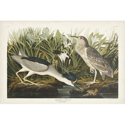 Pl 236 héron de nuit