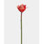 Protea Blush Waratah Bloom 31 po-2115729980-2115729981