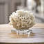 Ribbon Coral-17748650