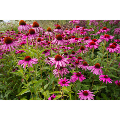Fleurs d'échinacée rose - Photographie sur toile