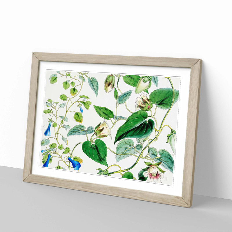 Indian Tobacco Flowers by W.H. Fitch - Picture Frame Painting Print, Oak Framed, 48cm H x 65cm W x 2cm D