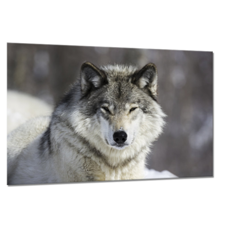 Glasspik Animals - No Frame Print on Glass