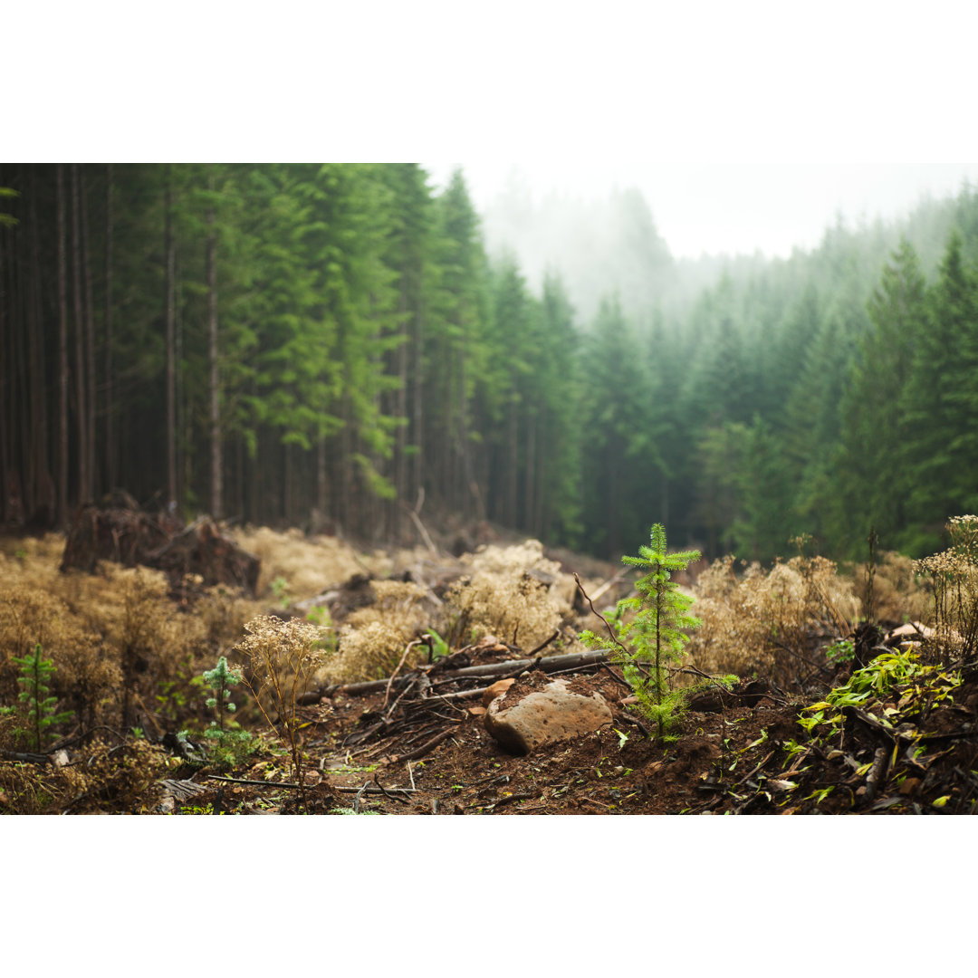 Regrowth In Logged Area von Andipantz - Wrapped Canvas Art Prints