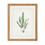 Curtis Ferns IV Print