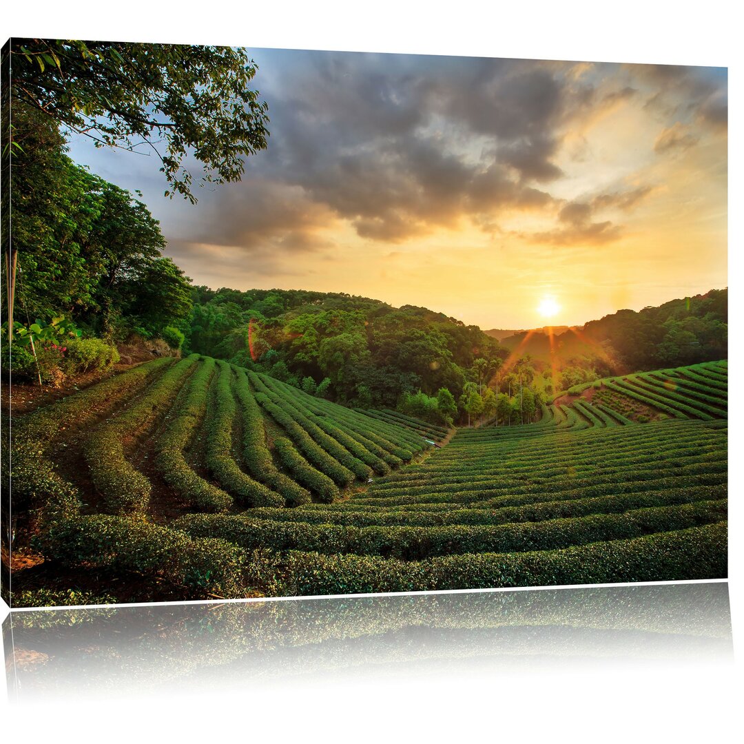 Leinwandbild Teeplantage bei Sonnenuntergang