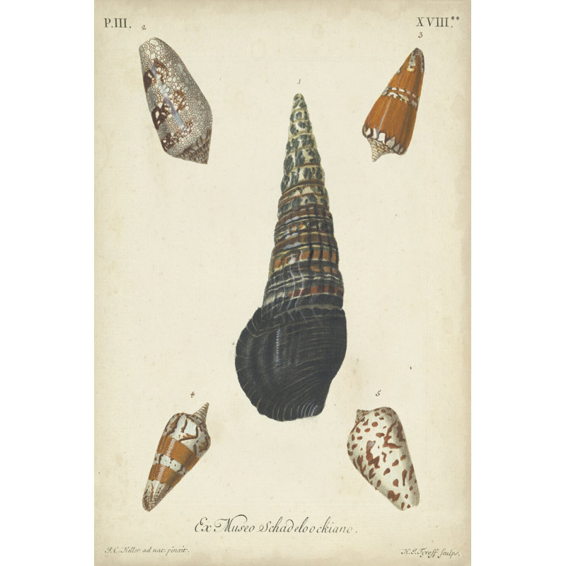 Antique Knorr Shells VIII by Knorr - Wrapped Canvas Print, 30cm H x 20cm W x 3.8cm D