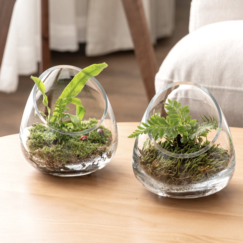 Glass Terrarium