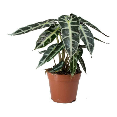 Alocasia Bambino - Live Plant in a Pot - Alocasia Amazonica Bambino - Florist Quality Air Purifying Indoor Plant