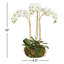 Conservatory Phalaenopsis Mini Garden Drop-in