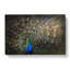 Peacock With Outstretched Feathers - Wrapped Canvas-55338453