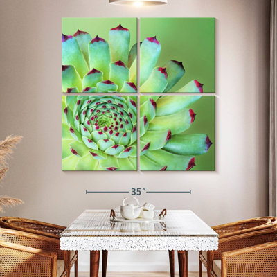 Harnek Succulent exotique